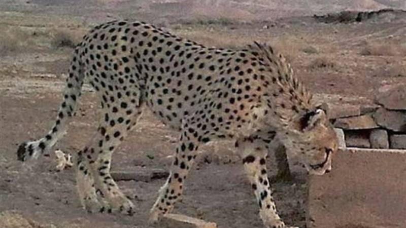 مشاهده یوز پلنگ ماده ایرانی در شاهرود
